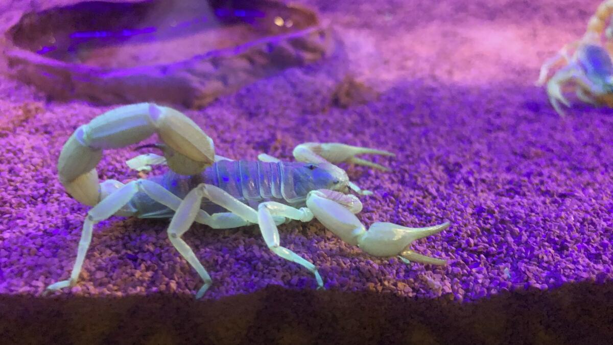 I've got one!' Hunting neon scorpions in the Arizona desert - The